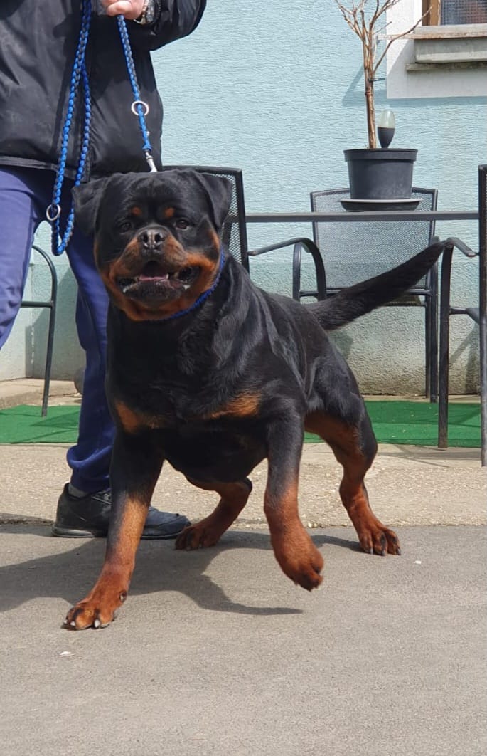 FLASH Rottweiler