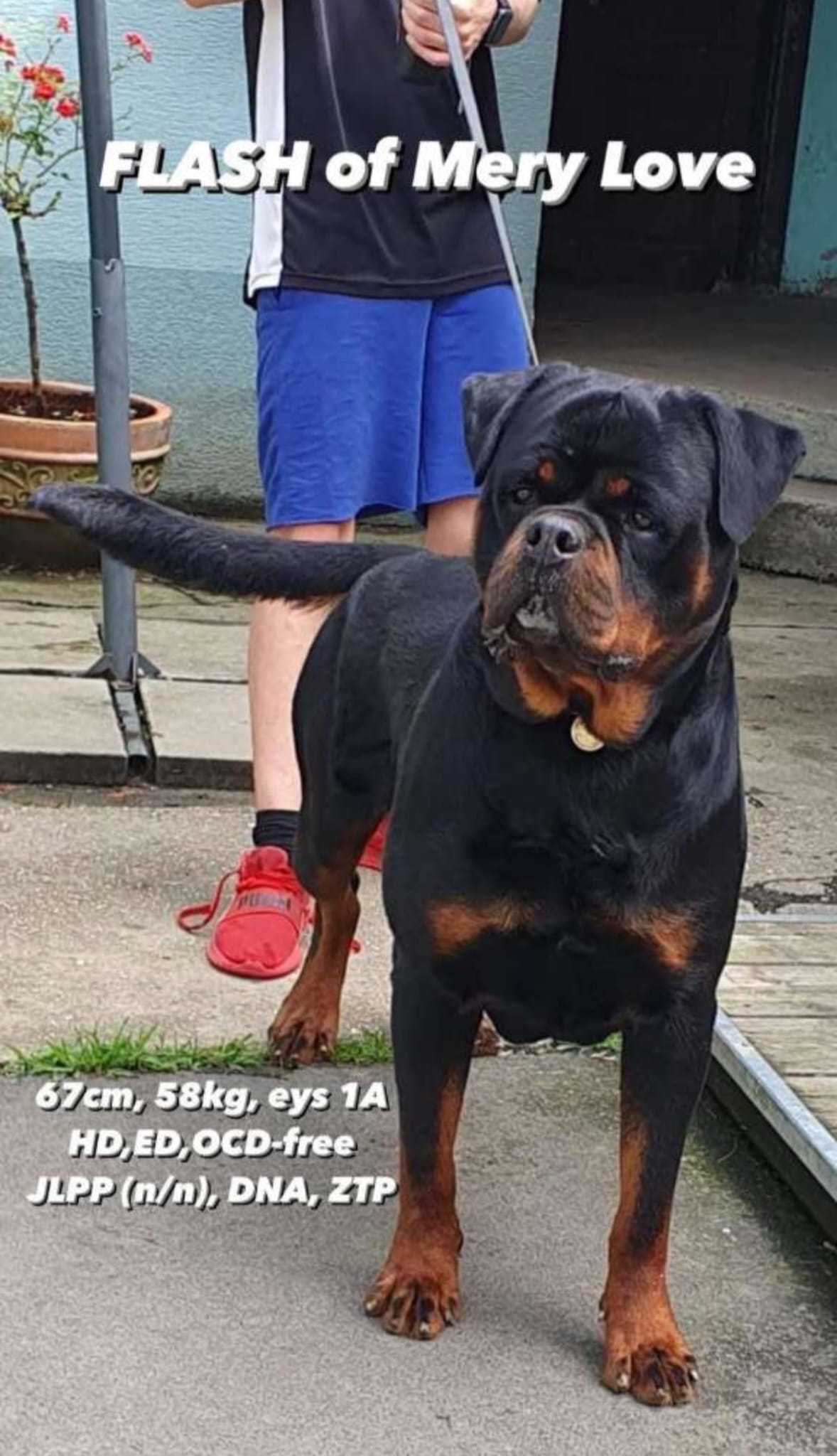 Flash of mery Love Flash of mery Love