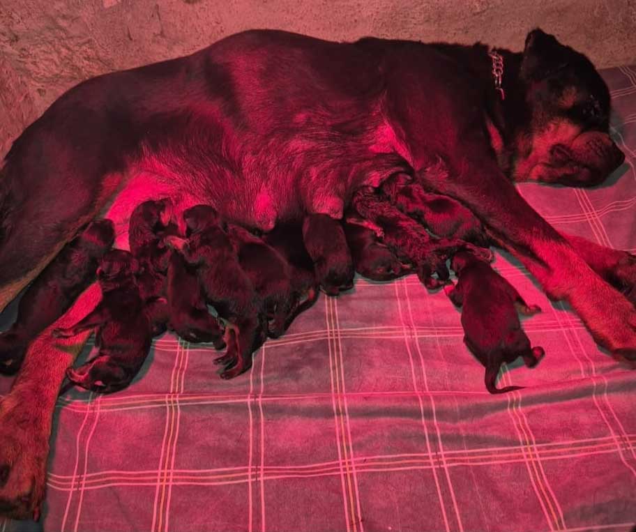 Giolla mit Welpen Giolla mit Welpen