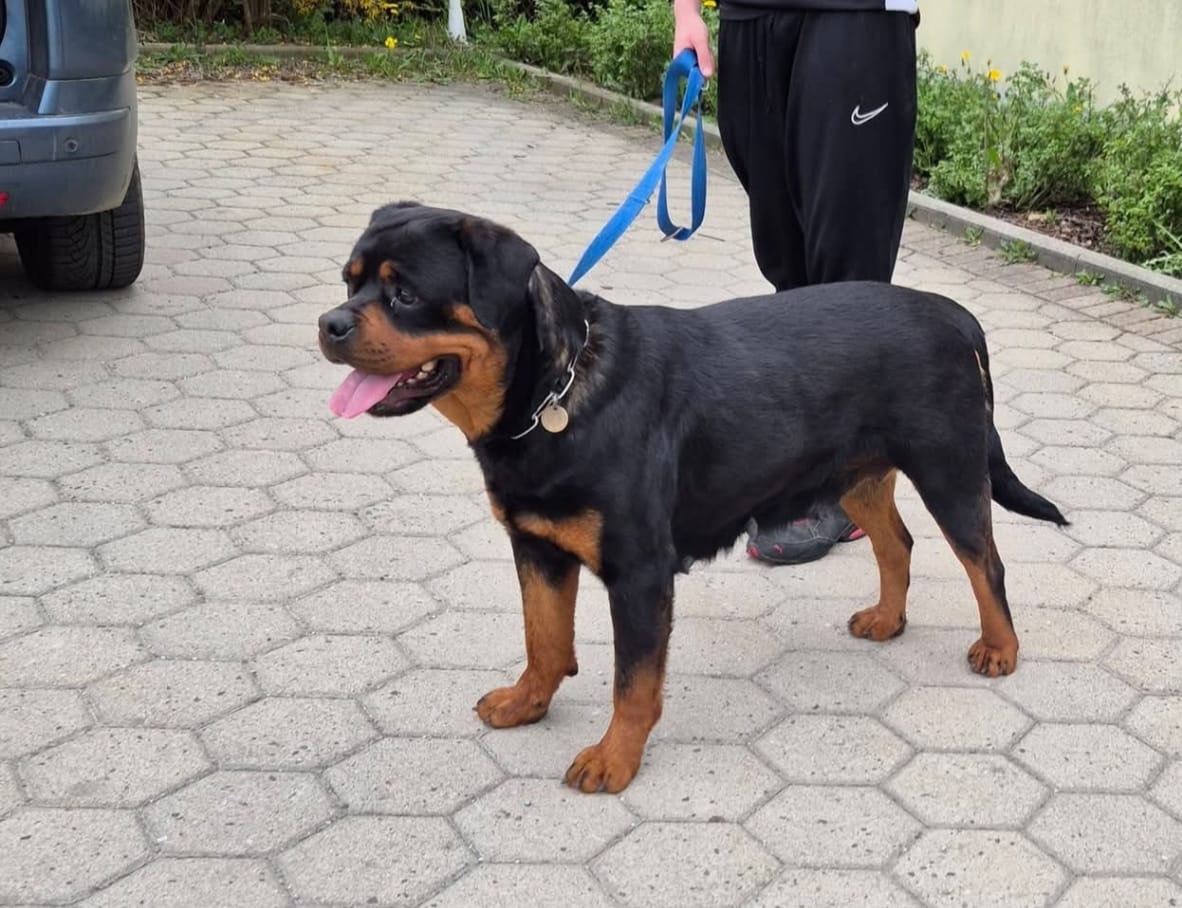 Giolla vom Grossen Tal Giolla vom Grossen Tal