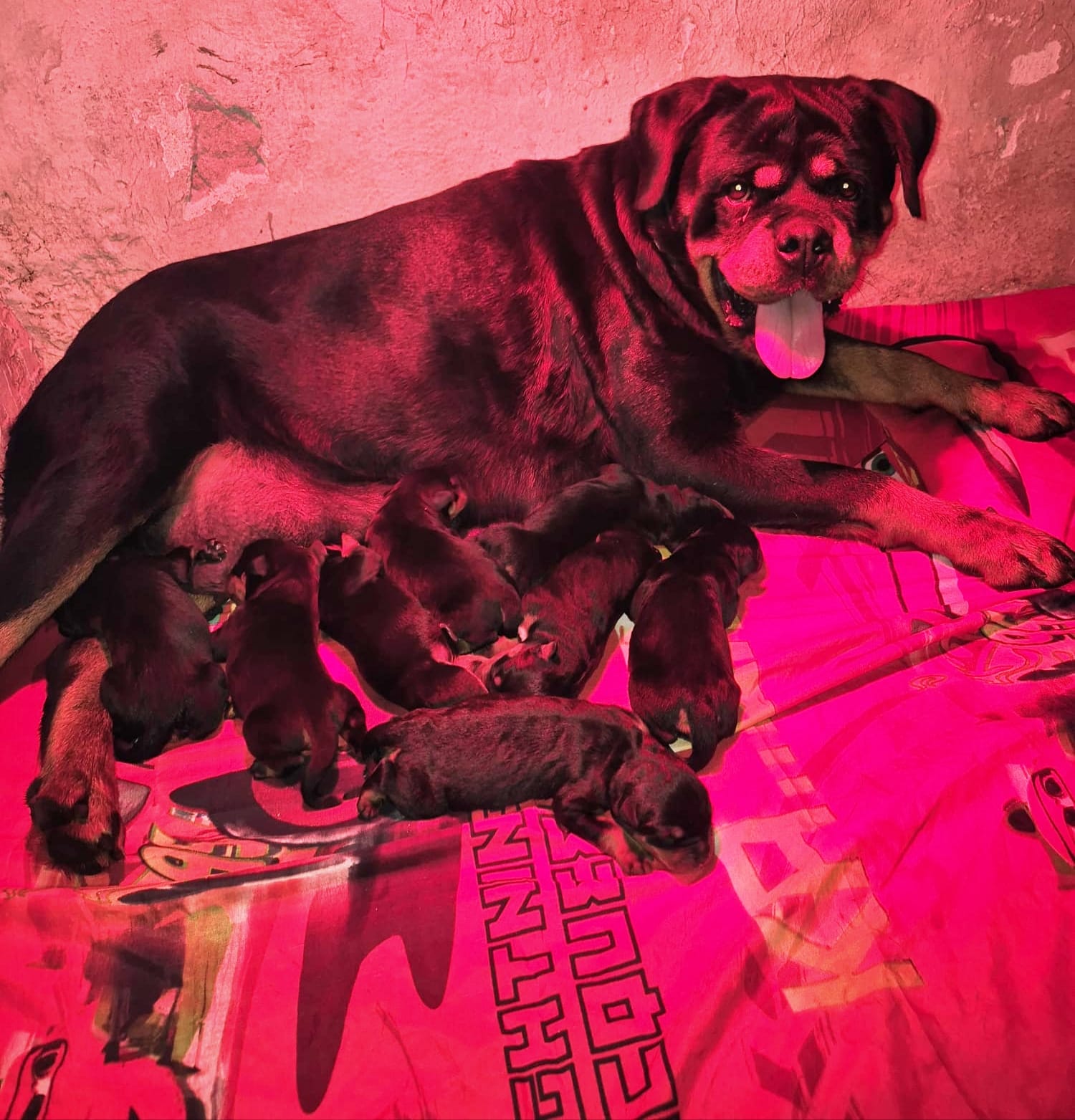 Veroni mit Welpen Veroni mit Welpen